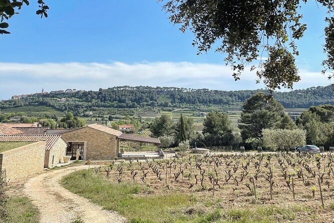 Cellar Visit & Bandol Wine Tasting (in French) - Why the one-hour length works