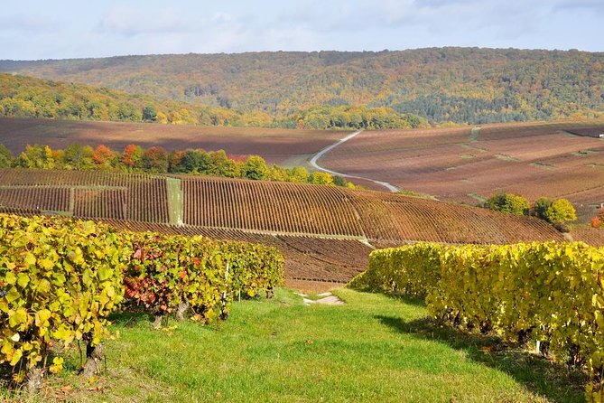 Champagne Area Small-Group Tour including a Top Champagne house & Family Winery - Key points at a glance