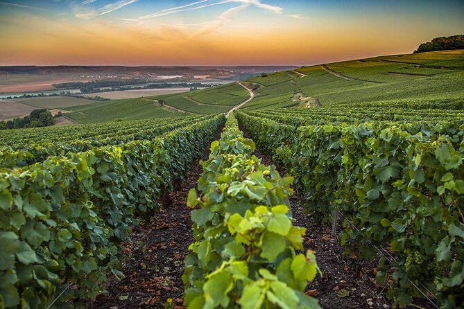 Champagne Day Trip from Reims including 9 Champagne Tastings - Rilly-la-Montagne and the first family grower
