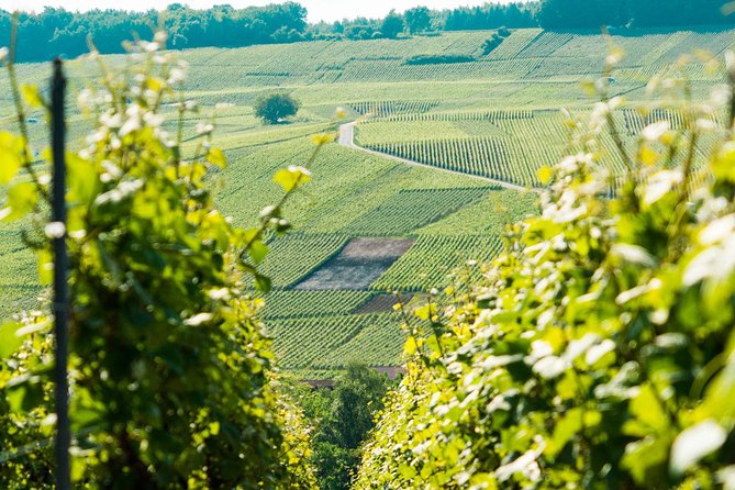 Champagne Day Trip with 6 Tastings, Reims and Winery from Paris - Épernay and your one-hour lunch choice