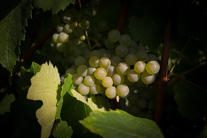 Champagne Tasting Tour Day Trip From Paris - Hautvillers and the story connected to Dom Pérignon