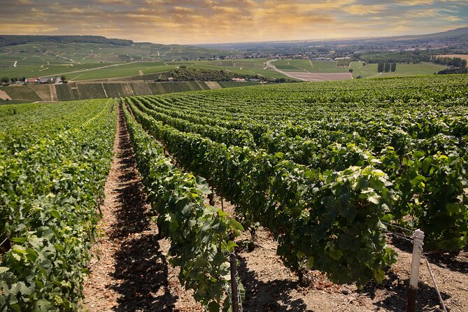 Champagne Tasting Tour Day Trip From Paris - Reims Cathedral brings culture before the first glass