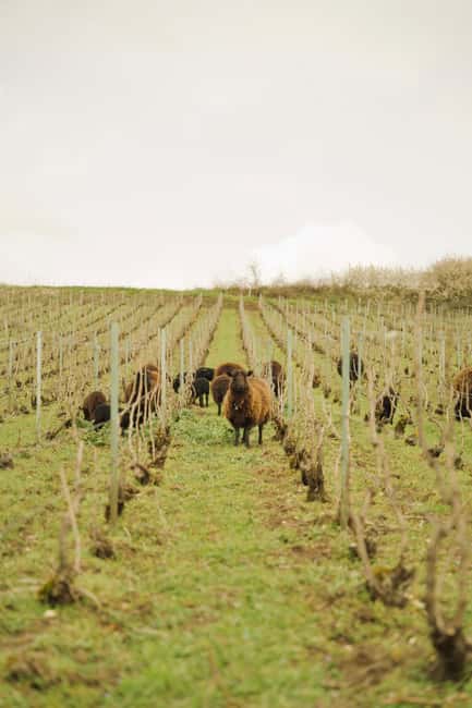 Champagne Vineyard Experience: Delve into the terroir - A family Champagne visit with soil at the center