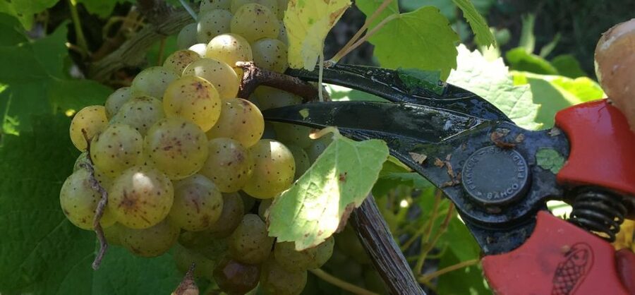 Château du Bois-Huaut: Cellar Tour and Wine Tasting Class - From Nantes to the vines at Gorges