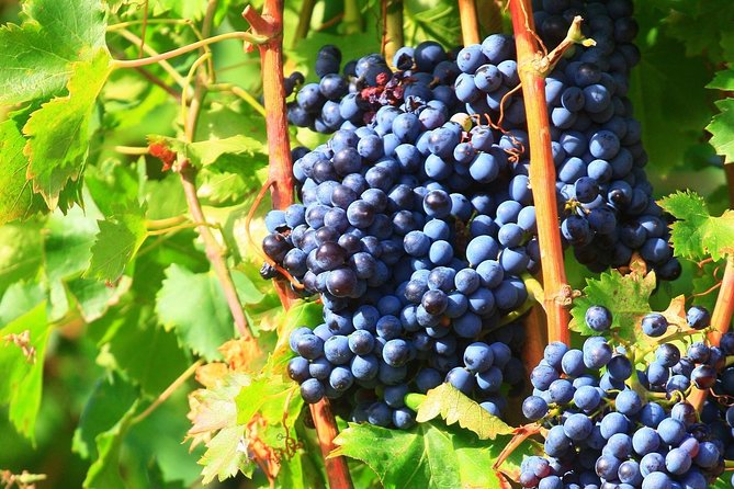 Châteauneuf du Pape Wine Day Tasting Tour including Lunch from Avignon - What the $193.57 price really buys you