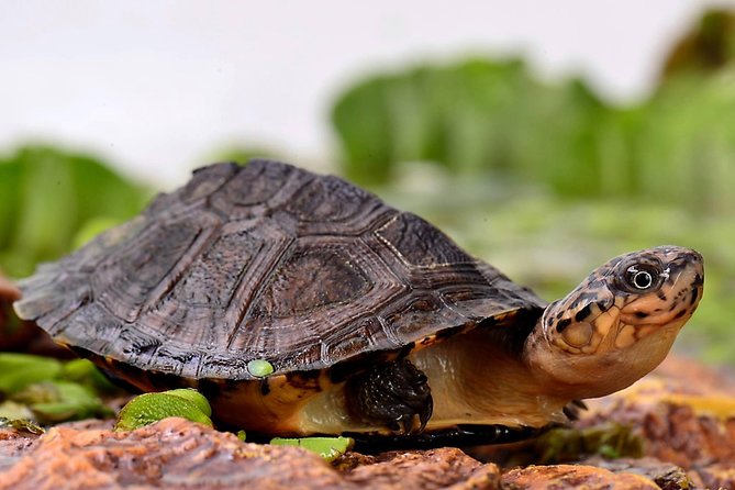 Corsica A Cupulatta Turtle Park Skip the Line Admission Ticket - Key things to know before you go