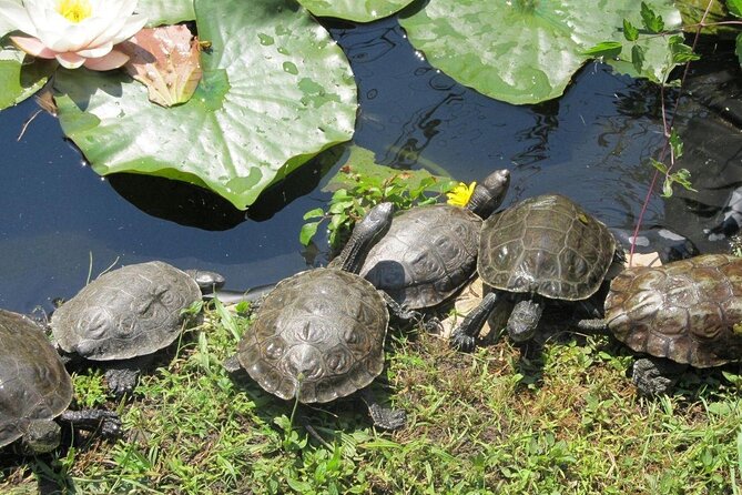 Corsica A Cupulatta Turtle Park Skip the Line Admission Ticket - Behind the scenes: clinic and incubators