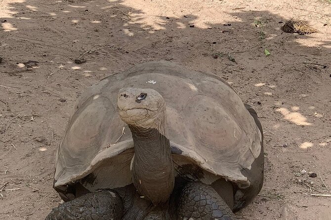 Corsica A Cupulatta Turtle Park Skip the Line Admission Ticket - The biggest issue: reaching the park from Ajaccio