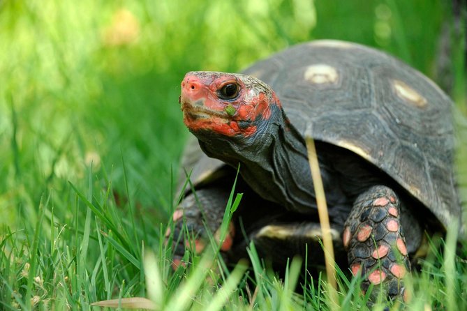 Corsica A Cupulatta Turtle Park Skip the Line Admission Ticket - 130 species and more than 2,000 animals