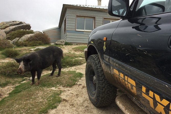 Corsica Extreme Sud Day 4X4 Excursions from Porto-Vecchio - Practical details that affect your day