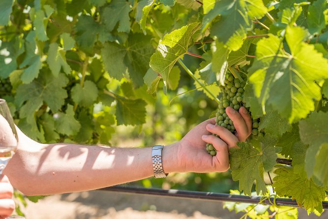 Cotes de Provence Wine Tour from Aix-en-Provence - Stop two: Domaine Terre de Mistral and a useful comparison