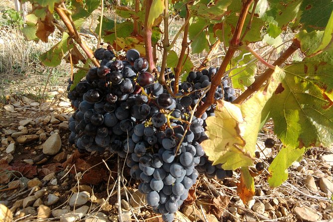 Cotes de Provence Wine Tour from Aix-en-Provence - What is included, and what you still need to plan