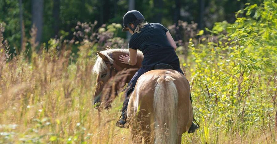 Cruseilles: Horseback Riding in the Countryside - Final verdict: a friendly rural ride with a short clock