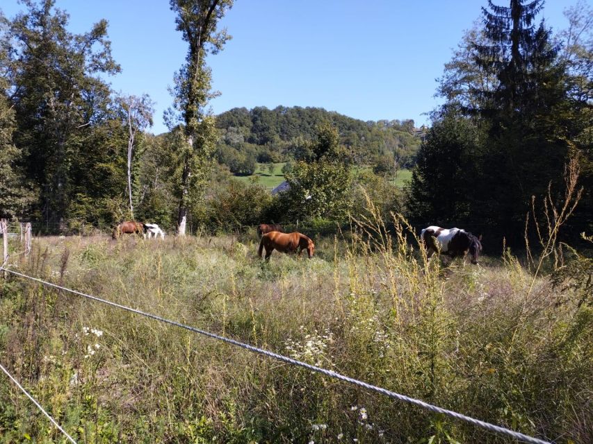 Cruseilles: Horseback Riding in the Countryside - What the riding feels like for beginners
