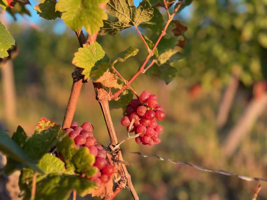 Dare to Alsace Wine with a Feminine Touch - Timing, weather, and simple preparation