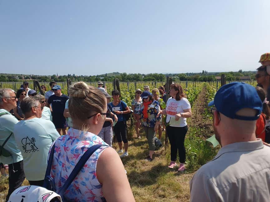 Dare to Alsace Wine with a Feminine Touch - Walking the vineyard for about an hour