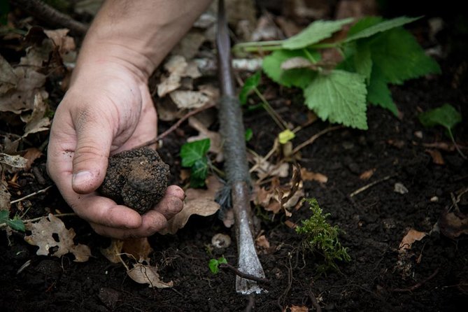 Discovery of the world of Truffles and tasting - The tasting makes the lesson useful
