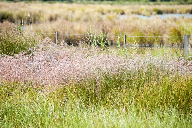 Electric bike excursion in Camargue - Guides who shape the experience