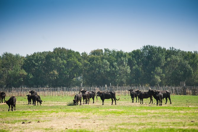 Electric bike excursion in Camargue - Across marshes, rice fields, and reed beds