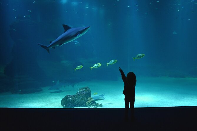 Entrance Ticket Nausicaa, the biggest aquarium in Europe - What the advance ticket really does