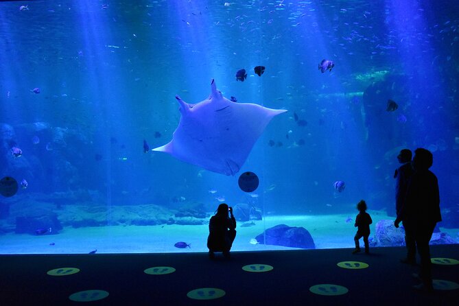 Entrance Ticket Nausicaa, the biggest aquarium in Europe - Is $36.01 good value?