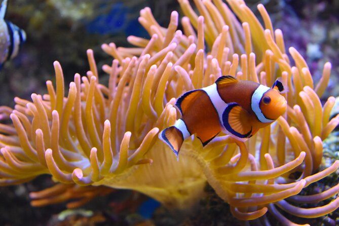 Entrance Ticket Nausicaa, the biggest aquarium in Europe - Access, comfort, and family planning