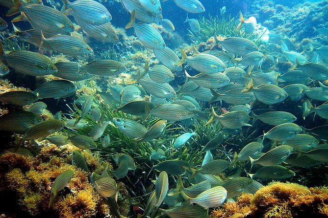 French Riviera Villefranche Bay Snorkeling Tour from Nice - The biggest safety point: you must swim well