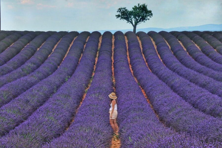 From Aix: Day Trip to Valensole Lavender Fields in Provence - Key points to know before booking