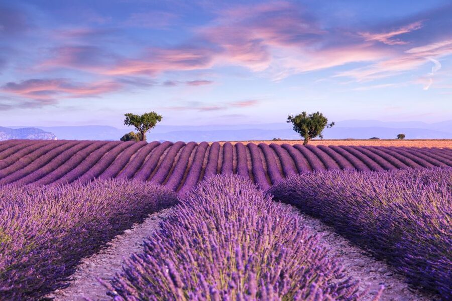 From Aix: Day Trip to Valensole Lavender Fields in Provence - Why Valensole is worth the half-day trip