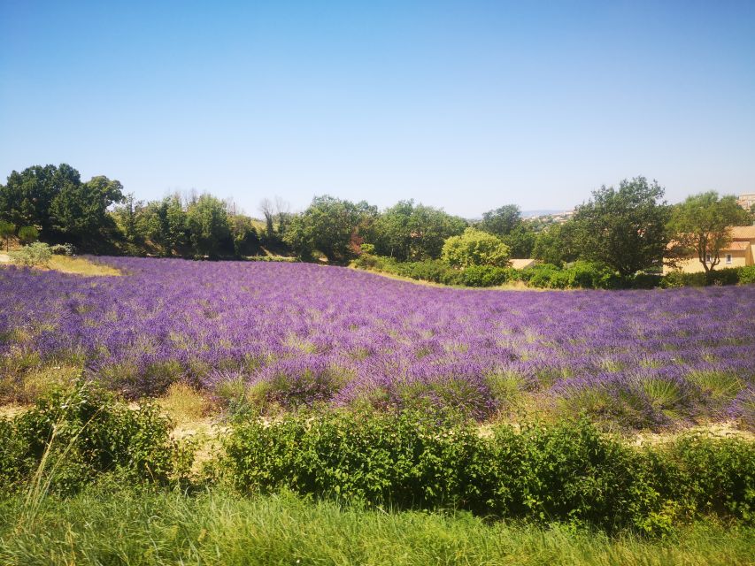 From Aix: Day Trip to Valensole Lavender Fields in Provence - The lavender road and its changing colors