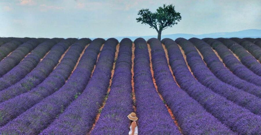 From Aix: Day Trip to Valensole Lavender Fields in Provence - Inside the local lavender distillery