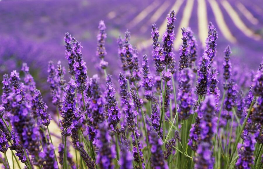 From Aix: Day Trip to Valensole Lavender Fields in Provence - Leaving Aix from the tourism office