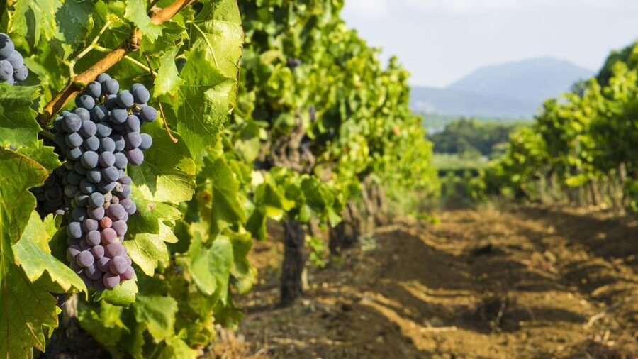 From Aix-en-Provence: Half-Day Wine Tour - Second winery: compare the people and the process