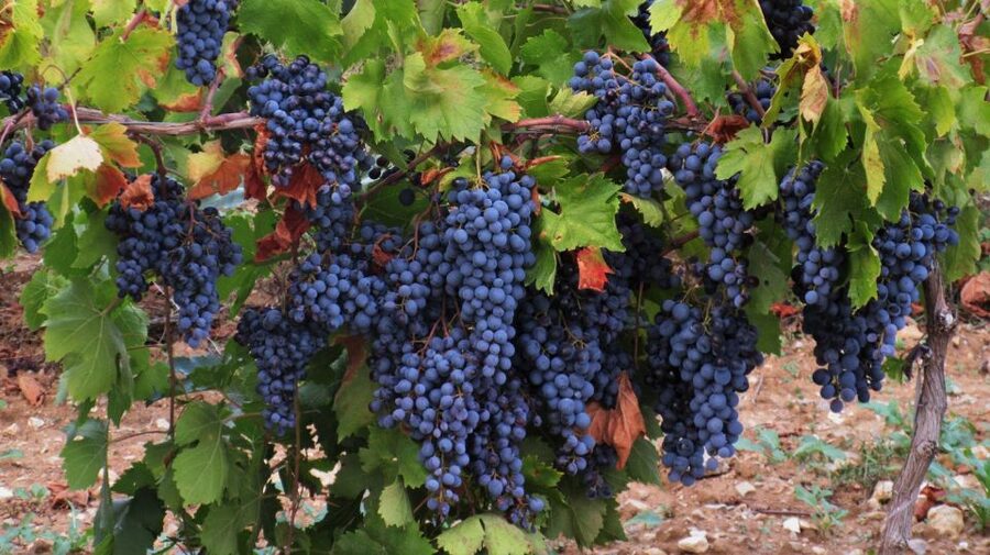 From Aix-en-Provence: Half-day Wine Tour Cezanne Countryside - What the guides add to the experience