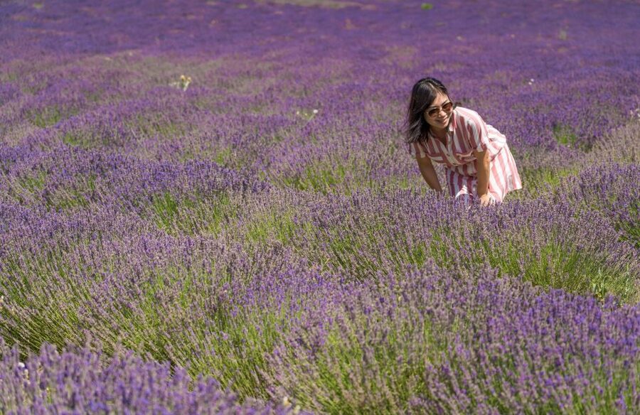 From Aix-en-Provence: Lavender Half Day Tour - Two hours among the Valensole lavender fields