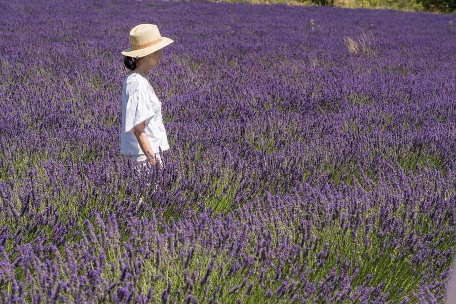 From Aix-en-Provence: Lavender Half Day Tour - Meeting a local lavender producer