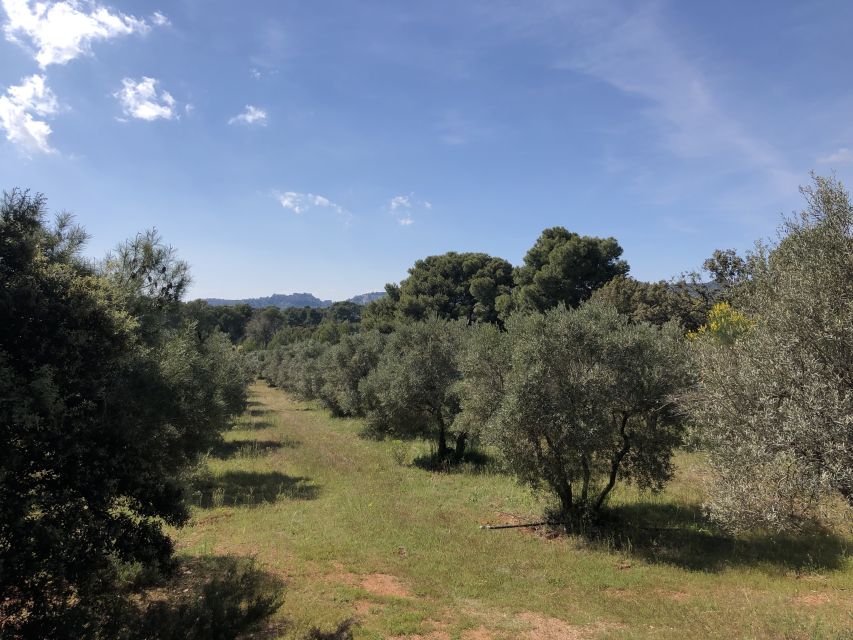 From Arles: Alpilles Regional Park Provence 4x4 Safari - Is four hours enough?