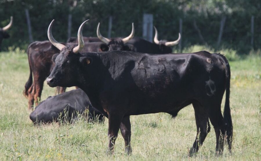 From Arles: Half-Day 4x4 Camargue Safari - Key points to know before booking