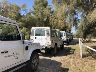 From Arles: Half-Day 4×4 Camargue Safari