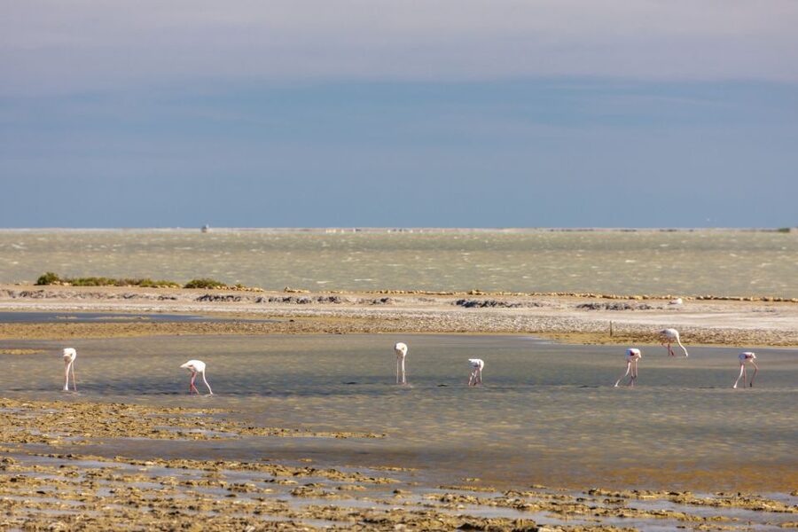 From Arles: Half-Day 4x4 Camargue Safari - White horses, black bulls, and the people who work with them