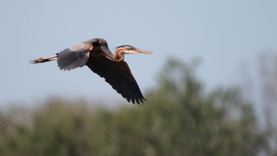 From Arles: Half-Day 4x4 Camargue Safari - Guide quality and language
