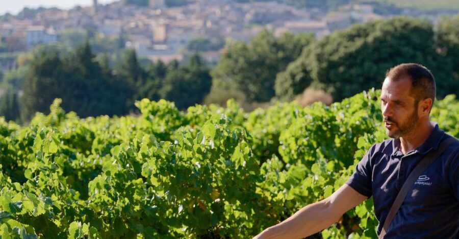 From Avignon: Châteauneuf du Pape Half-Day Wine Tour - Key points to know before you book