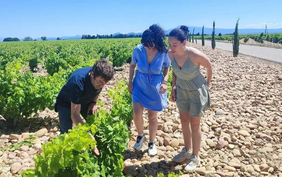 From Avignon: Châteauneuf du Pape Half-Day Wine Tour - What the guides add to the experience