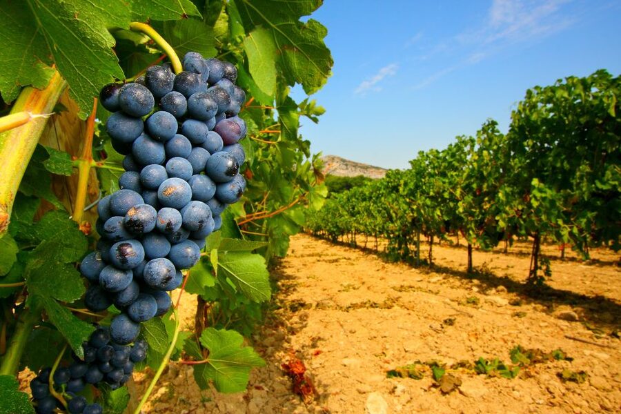 From Avignon: Half-Day Great Vineyards Tour - Leaving Avignon for the Southern Rhône