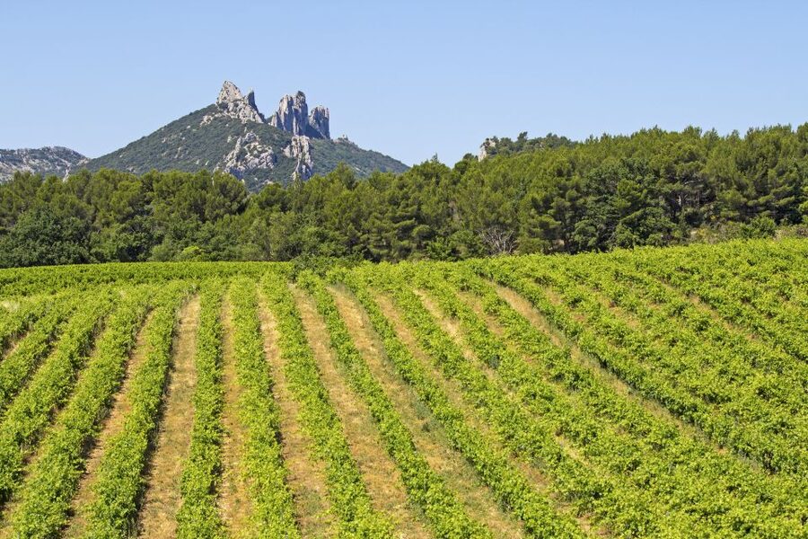 From Avignon: Half-Day Great Vineyards Tour - Gigondas and Séguret: Village Wine Country