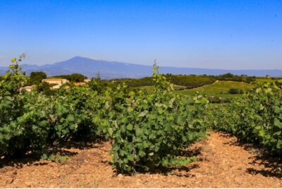 Half-Day Great Vineyards Tour