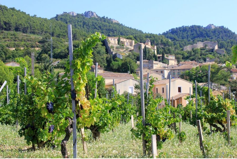 From Avignon: Half-Day Great Vineyards Tour - Châteauneuf-du-Pape and its famous AOC wines