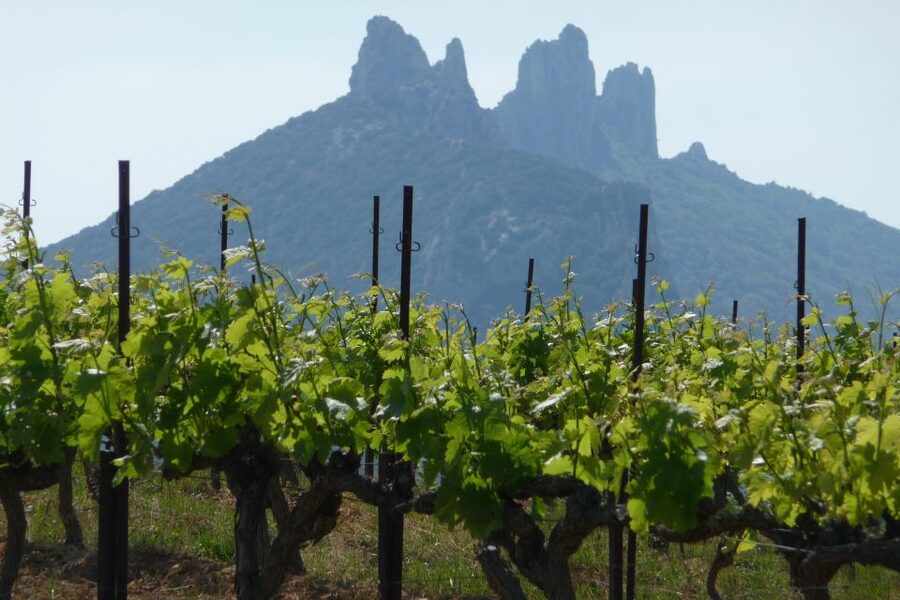 From Avignon: Half-Day Great Vineyards Tour - A well-paced five hours, with some limits