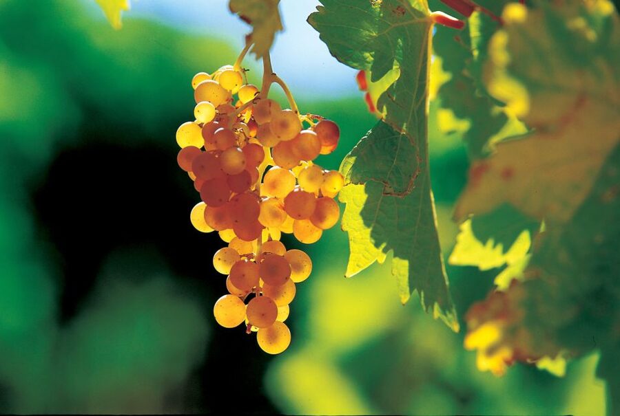 From Avignon: Half-Day Great Vineyards Tour - The final call