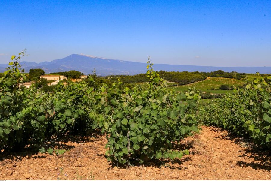From Avignon: Half-Day Great Vineyards Tour - Vineyards below the Dentelles de Montmirail